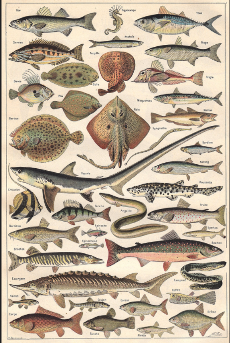 Ilustrační obrázek LARP Ryby